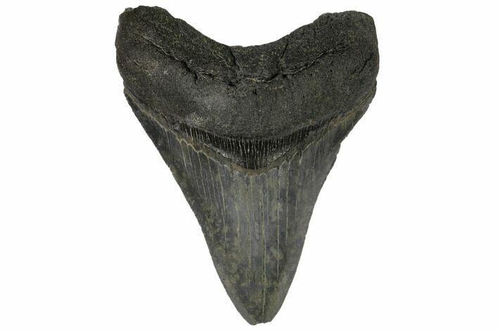 Serrated, Fossil Megalodon Tooth - South Carolina #149155